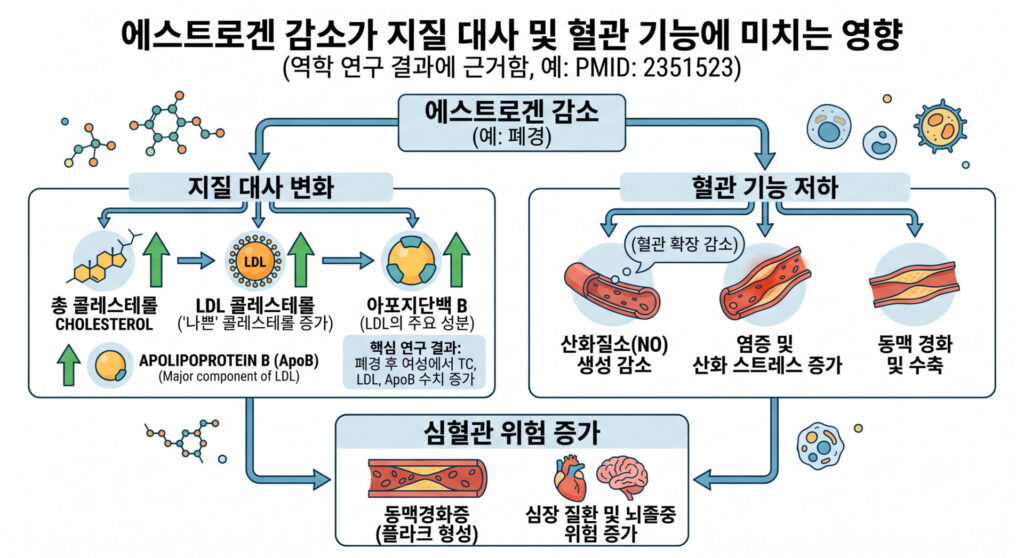 에스트로겐 감소가 지질 대사와 혈관 기능에 미치는 영향 도식