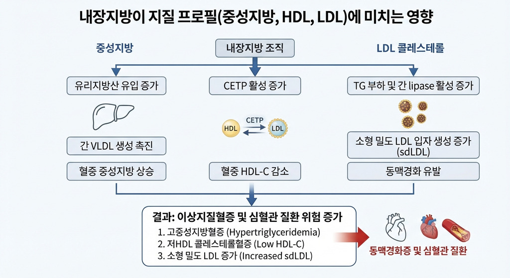 내장지방이 중성지방·HDL·LDL에 미치는 영향 도식